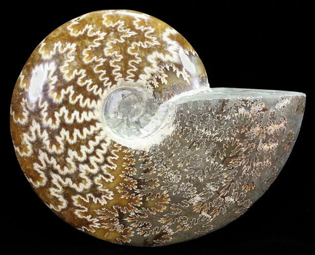 Polished, Agatized Ammonite (Cleoniceras) - Madagascar #60751